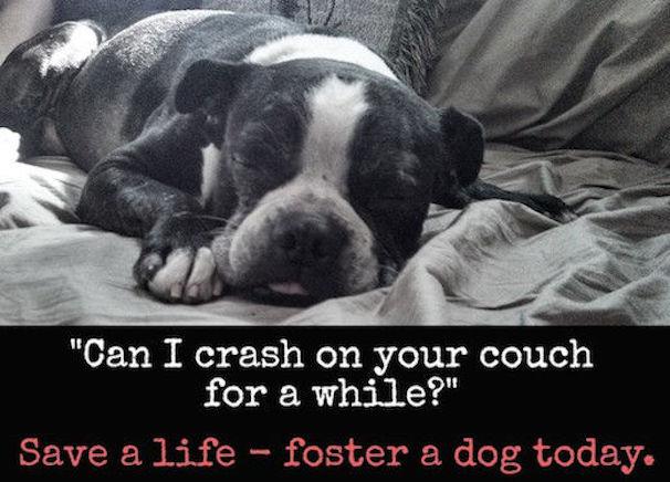 foster a dog, save a life