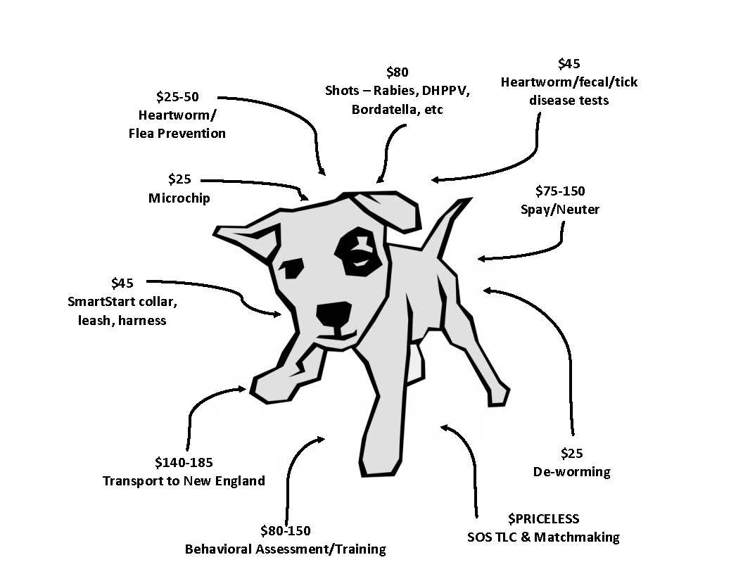 Dog Diagram Vet