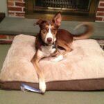 An Update from Hunter's New Family! 2