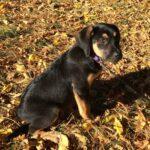 Happy Tail Update: Penny at Home! 2 Happy Tail Update: Penny at Home! 1