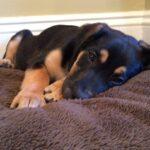 Happy Tail Update: Penny at Home! 4 Happy Tail Update: Penny at Home! 3