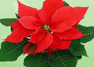 Holiday Plants that are Toxic for Your Pet