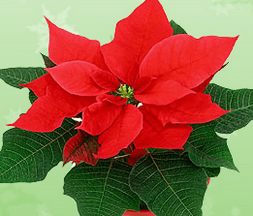 Holiday Plants that are Toxic for Your Pet