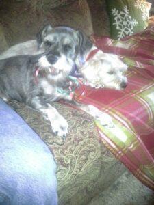 Happy Tails: Update Luckee (formerly Bryan Wolf) 2 20141225_143207