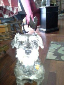 Happy Tails: Update Luckee (formerly Bryan Wolf) 1 20150127_094902