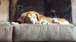 Happy Tails Update: Cinnamon Spice 1 Snuggling on the couch