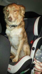 Happy Tails Update: Cinnamon Spice 2 Utilizing her baby brother's car seat