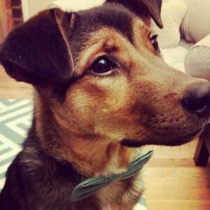 Happy Tails Update: Archer (formerly Cocoa) 1 Archer