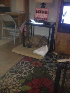 Happy Tails Update: Sugar Belle 1 Snuggling in her new home