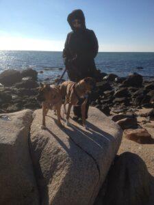Happy Tails Update: Sugar Belle 2 Scooby & Sugar at Misquamicut Beach