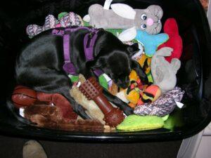 Happy Tails Update: Lupo (formerly Blackie Wolf) 1 Lupo hit the jackpot this holiday season!