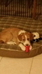 Happy Tails Update: Paisley (formerly Nita) 3 "My treat at last!"