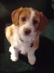 Happy Tails Update: Paisley (formerly Nita) 2 "Can I have my treat now please?"