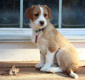 Happy Tails Update: Paisley (formerly Nita) 1 image