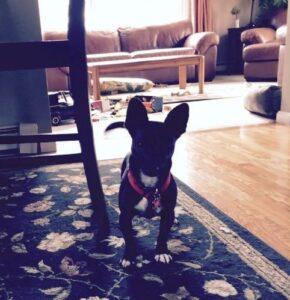 Happy Tails Update: Rex 2 Rex
