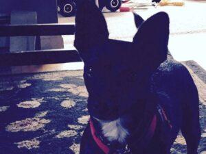 Happy Tails Update: Rex 1 Rex