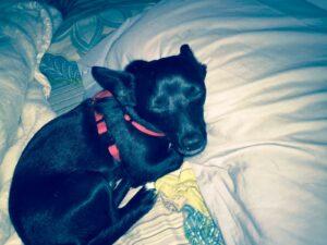 Happy Tails Update: Rex 3 Rex snuggling in his parent's bed