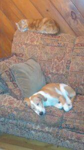 Happy Tails: Violet (formerly Faith) 2 sleeping with Diablo