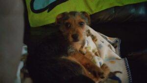 Happy Tail: Baxter (formerly Ray Bow) 1 Baxter Bow 2