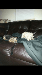 Happy Tail: Baxter (formerly Ray Bow) 2 Baxter lounging around with his sister