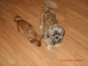 Happy Tails: Josie 1 Josie and her brother Peanut