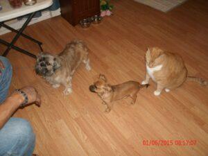Happy Tails: Josie 2 The whole gang
