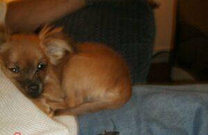 Happy Tails: Josie 4 snuggle time