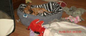 Happy Tails: Josie 5 Queen of the house
