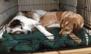 Happy Tail: Sally Mae and Bo 1 Sally and Bo sleeping