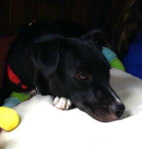 Happy Tails: Dusty 6 zzzzzzzzzzzzzzzzzzz