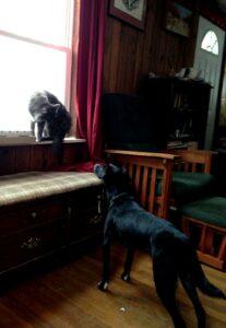 Happy Tails: Dusty 4 Chicken and Dusty