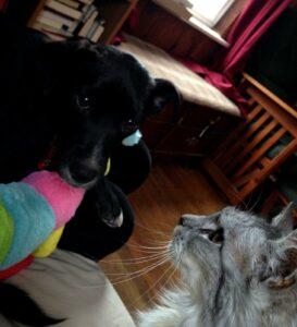 Happy Tails: Dusty 5 Dusty and Ramen