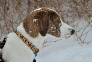Happy Tails: Layla (formerly Hope Star) 1 Layla1