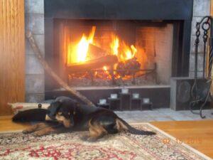 Happy Tail Update: Luna (formerly Xiphoide) 2 Luna enjoying a lazy snowy day by the fire