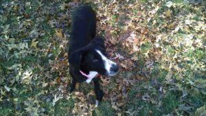 Happy Tails: Belle 3 playing in the yard