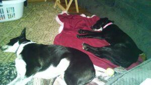 Happy Tails: Belle 4 Belle sleeping with Rosie