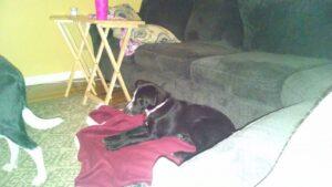 Happy Tails: Belle 2 keeping warm