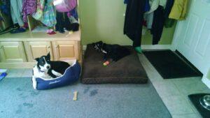 Happy Tails: Belle 1 hanging out with her sister Rosie