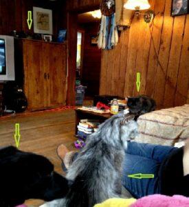 Happy Tails: Dusty 1 cats with dusty