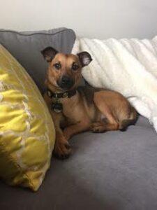Happy Tails Update: Comet 2 comet 2