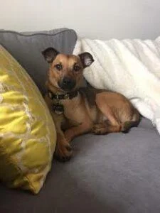 Happy Tails Update: Comet 2 comet 2