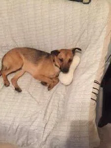 Happy Tails Update: Comet 1 comet