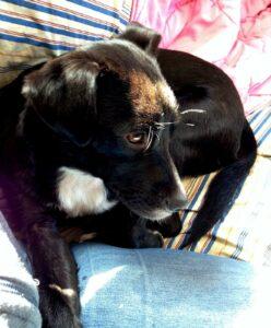 Happy Tails: Dusty 3 dustysocute