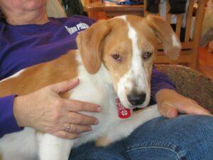 Happy Tails: Violet (formerly Faith) 1 she thinks she's a lap dog