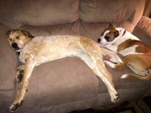 Happy Tail: Update Daisy Mae 1 Daisy Mae and Baur