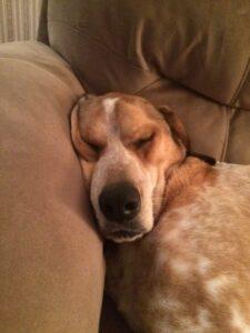 Happy Tail: Update Daisy Mae 2 so sleepy zzzzzzzzzzzzzzzzz