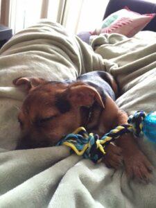 Happy Tail: Uncle Sam (formery Ray Bow) 2 image3