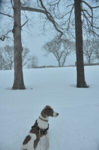 Happy Tails: Layla (formerly Hope Star) 2 layla2