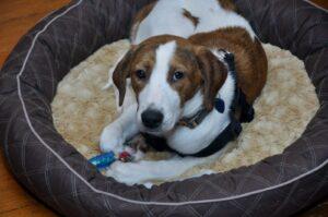 Happy Tails: Layla (formerly Hope Star) 3 layla4