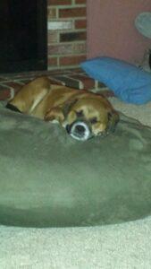 Happy Tail: Shay (formerly Louise) 1 zzzzzzzzzzzzzz
